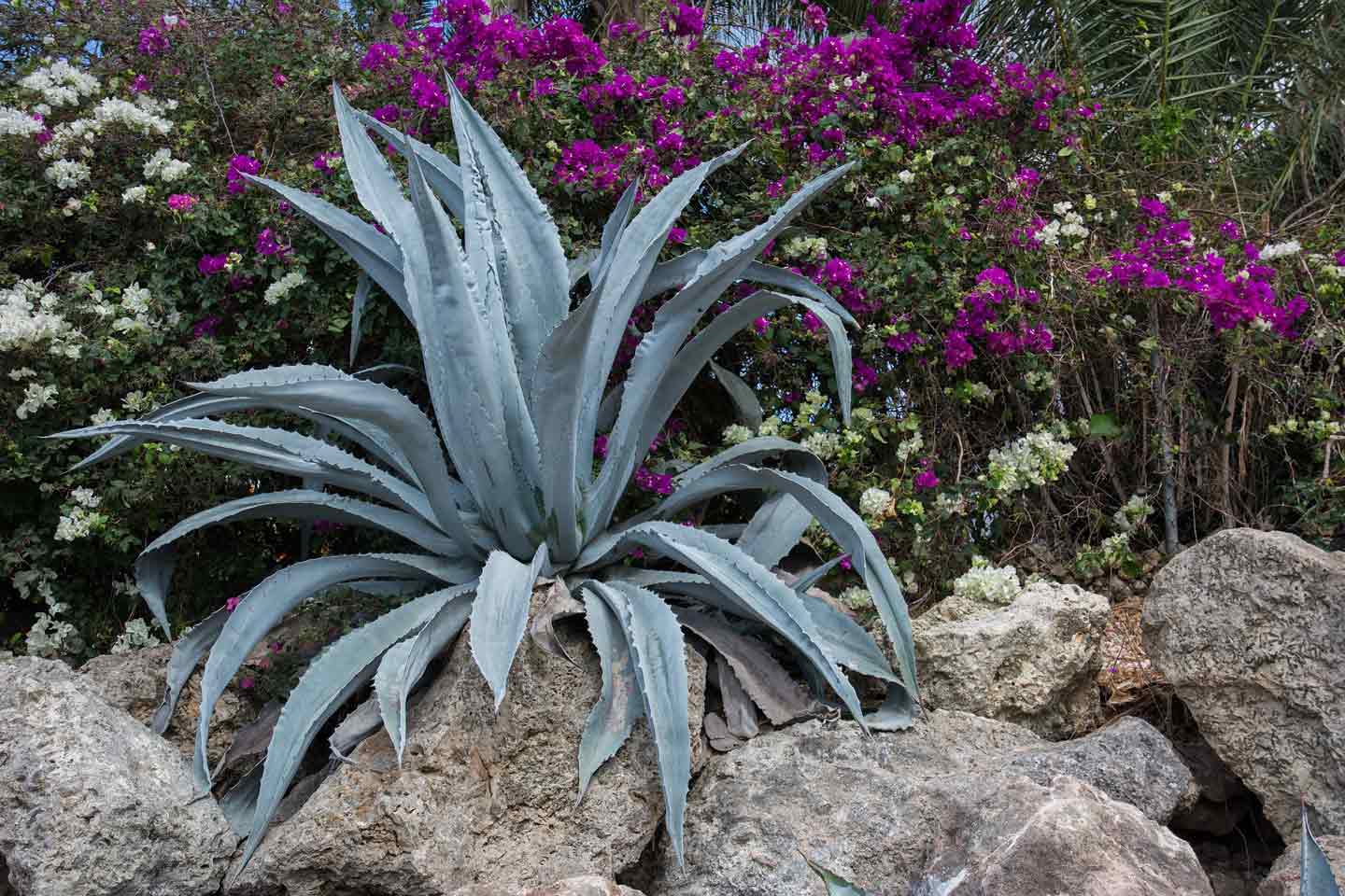 Cactus & Succulents - Sanjuan Family Nursery