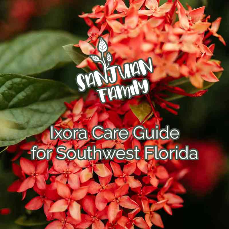 potting mix for money tree Money Tree Soil Mix - 4 Quart main image 1