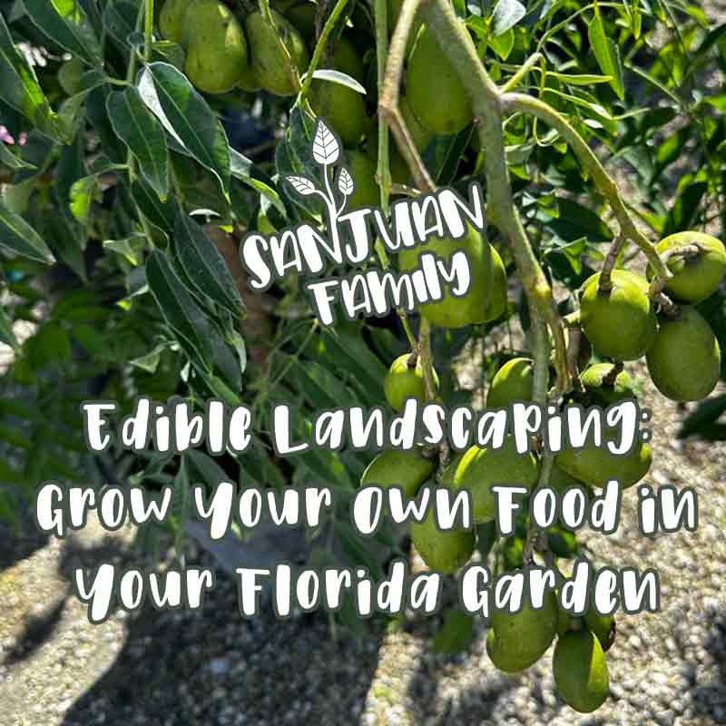 Picture of Edible Landscaping: Grow Your Own Food in Your Florida Garden - Sanjuan ...