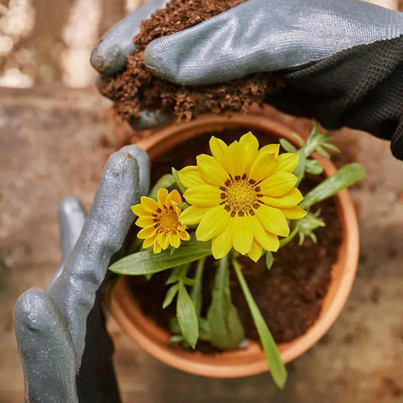 Fall Planting Guide: Seasonal Flowers and Vegetables for Florida Gardens -  Sanjuan Family Nursery