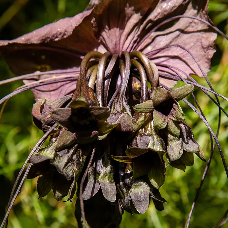 Bat Flower (Tacca chantrieri)