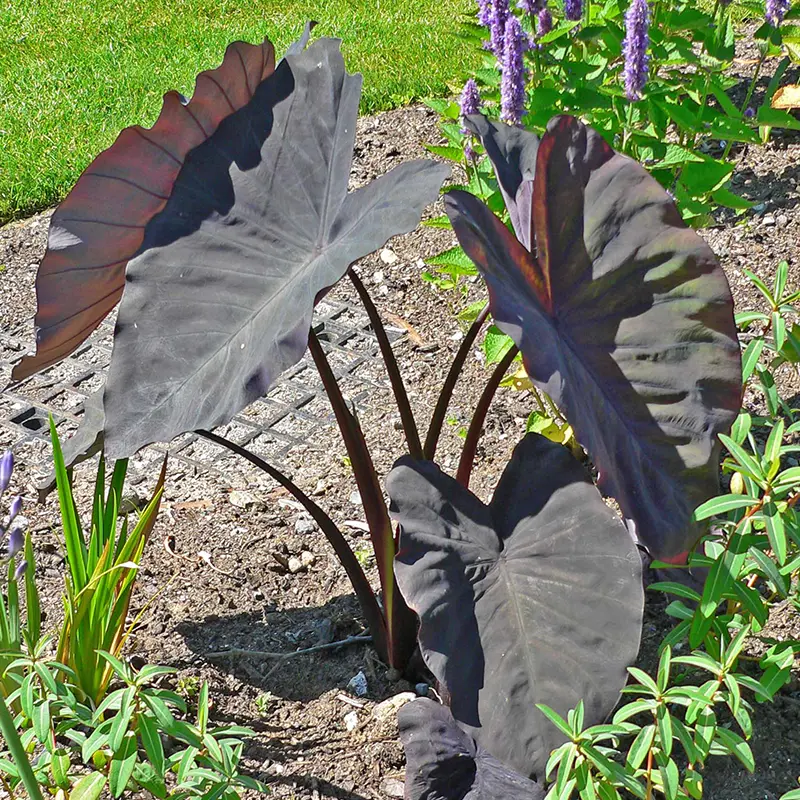 Black Coral Taro (Colocasia esculenta ‘Black Coral’)
