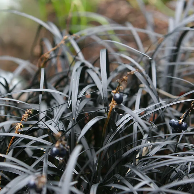 Black Mondo Grass (Ophiopogon planiscapus ‘Nigrescens’)
