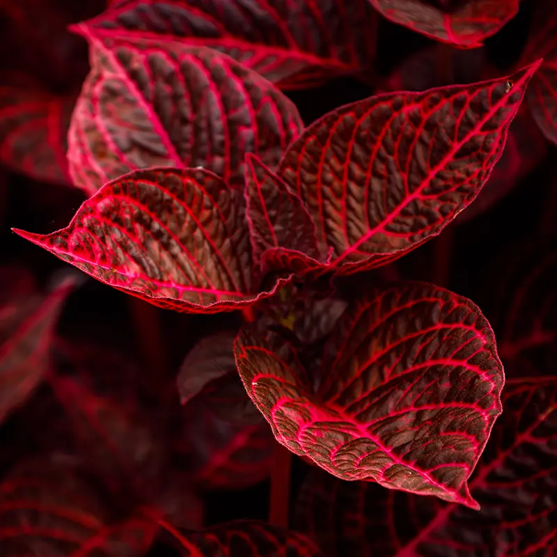 Bloodleaf (Iresine herbstii)
