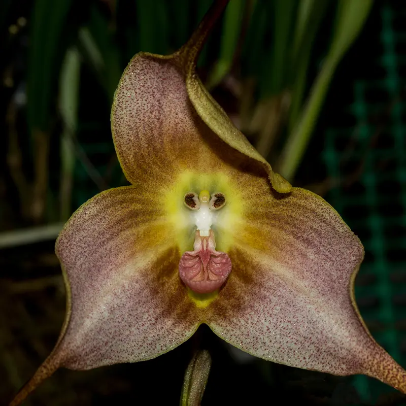 Dracula Orchid (Dracula simia)
