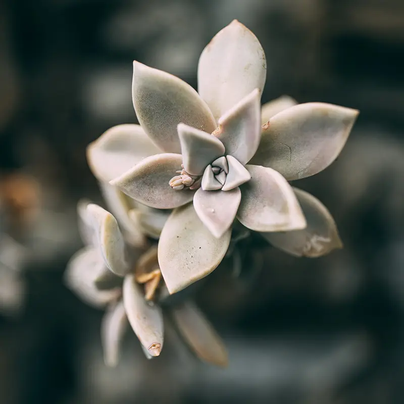 Ghost Plant (Graptopetalum paraguayense)