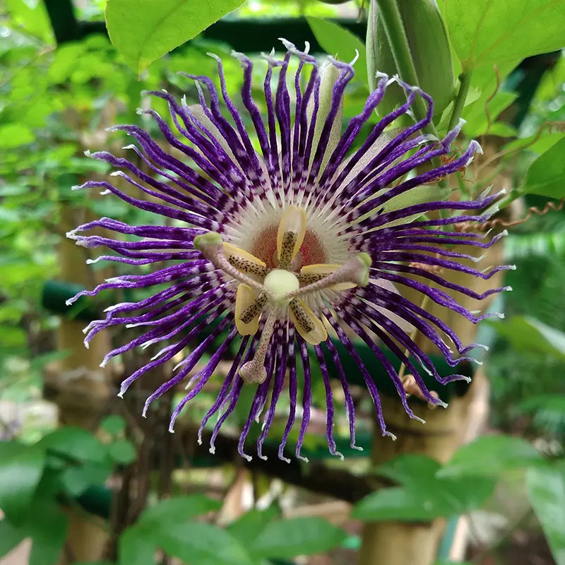Purple Passion Vine (Gynura aurantiaca)