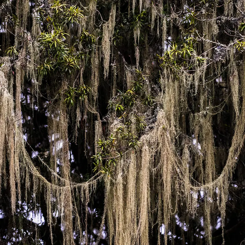 Spanish Moss (Tillandsia usneoides)
