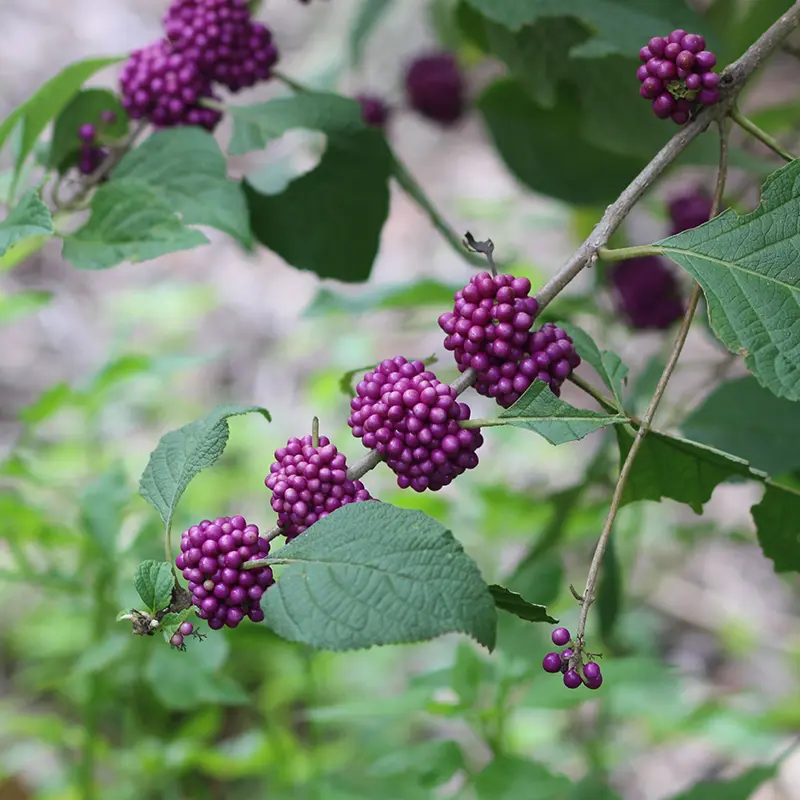 Beautyberry with bright purple berries and broad green leaves.