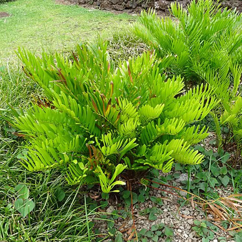 Coontie palm with short fronds and narrow leaves.