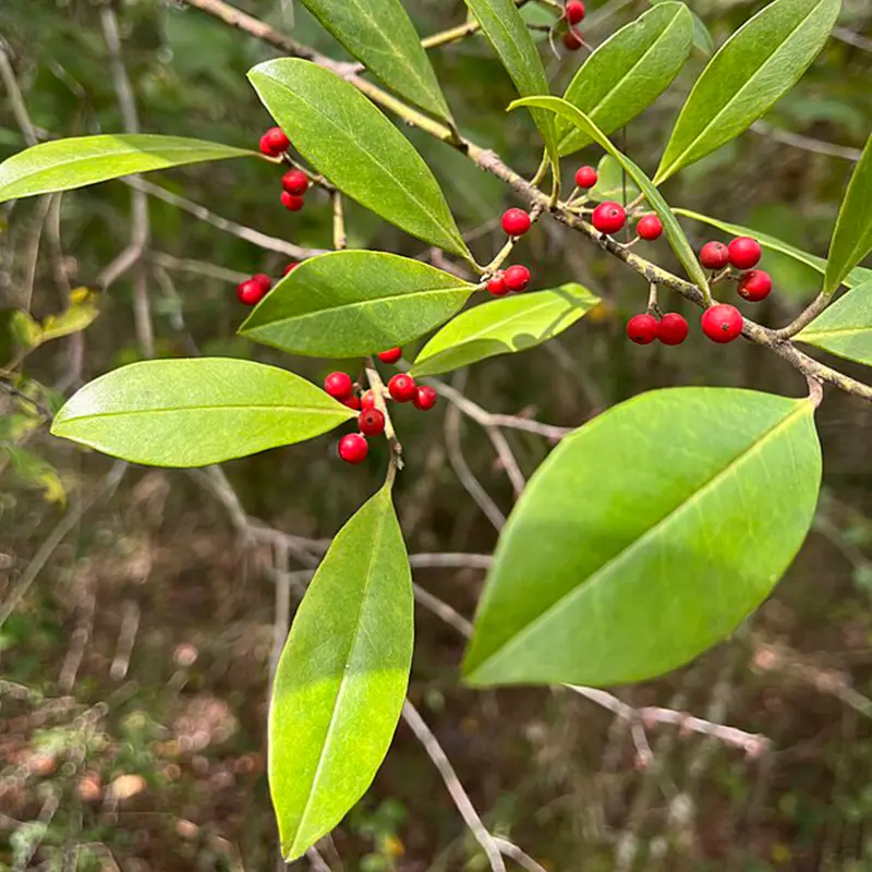 Dahoon Holly tree branch with long green leaves and small red berries.