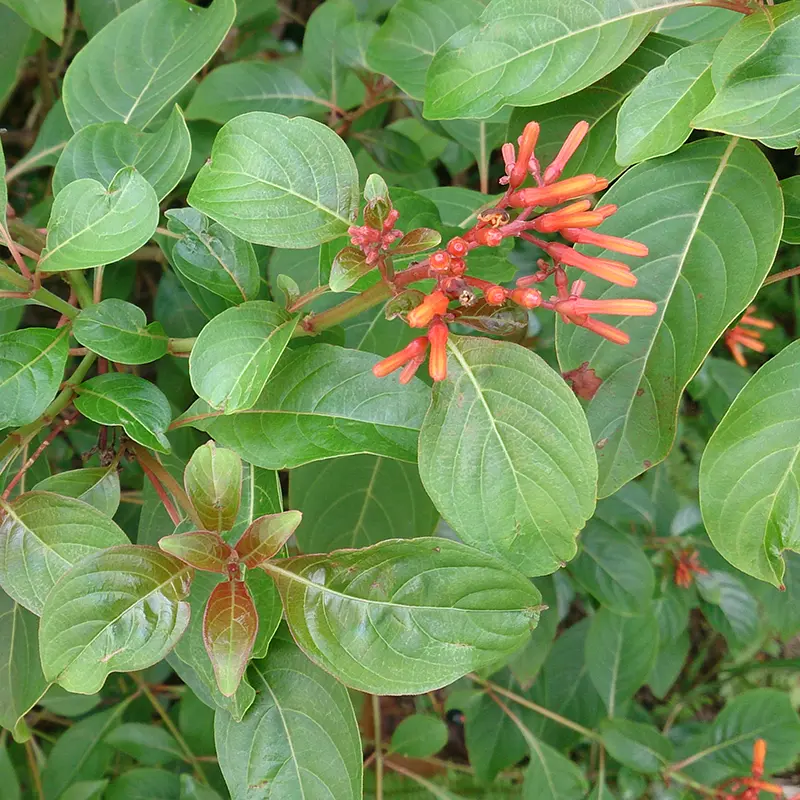 Firebush with tubular orange flowers and broad green leaves.