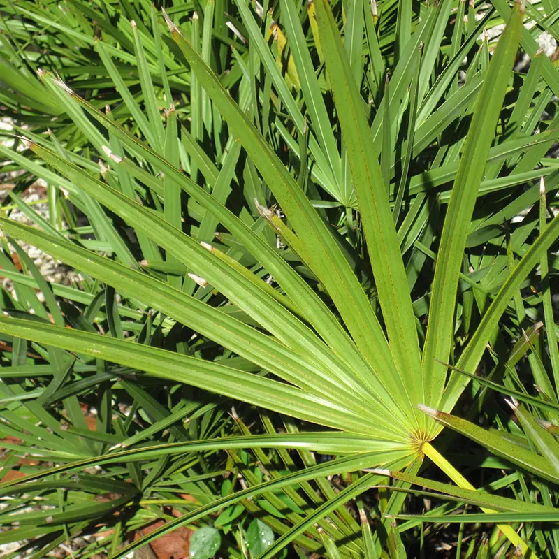 Saw palmetto with long green fronds.