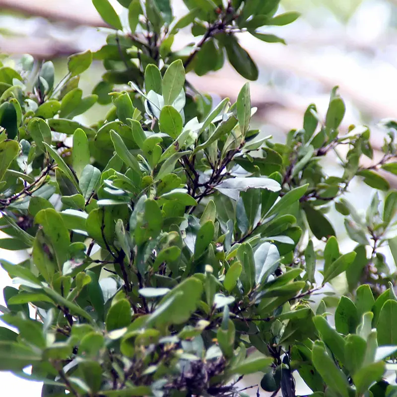 Simpson's Stopper with shrubby green leaves. 