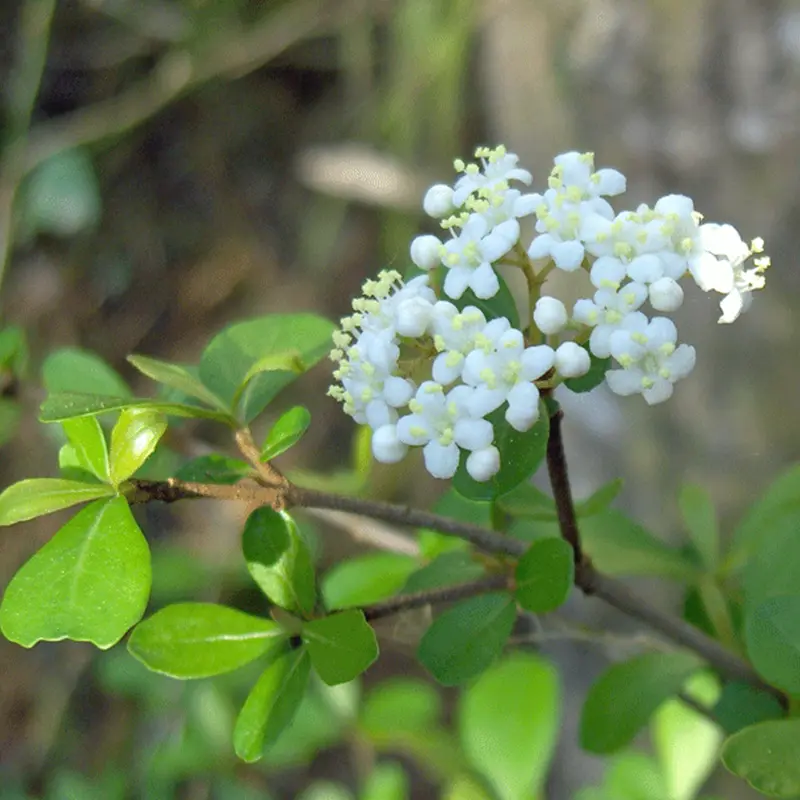 Walter's Viburnum with short green leaves and small white flowers.
